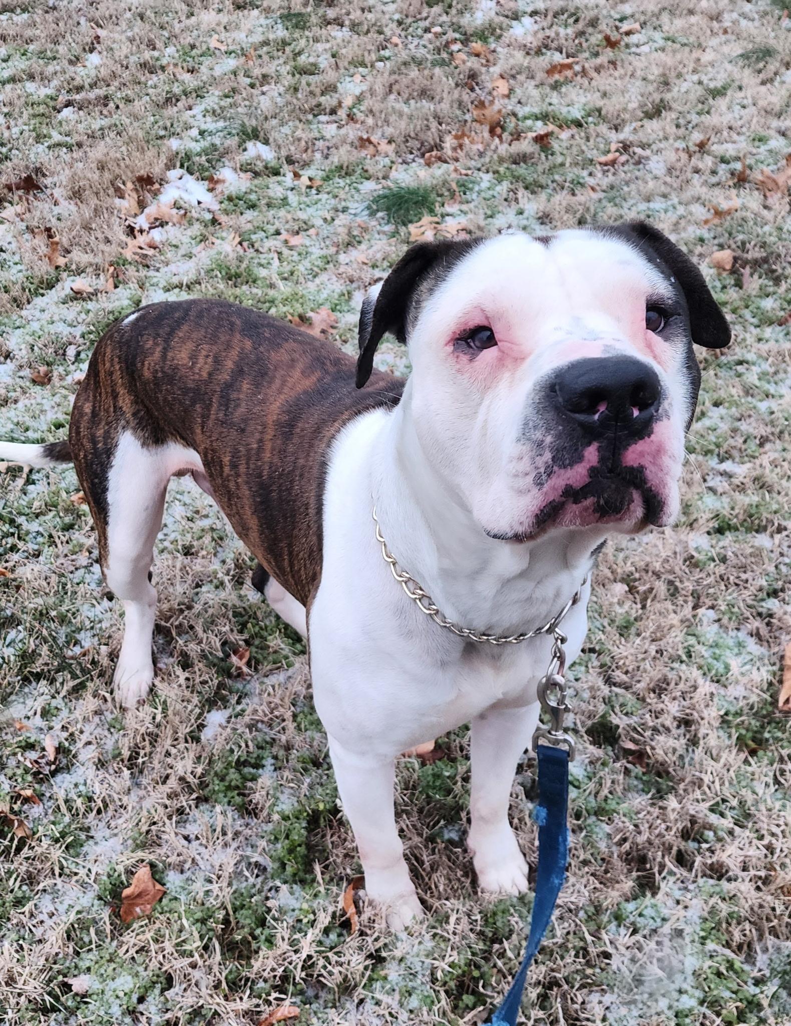 Enlarge Capone, a ADOPTABLE American Bulldog in Brentwood, TN image 1/3