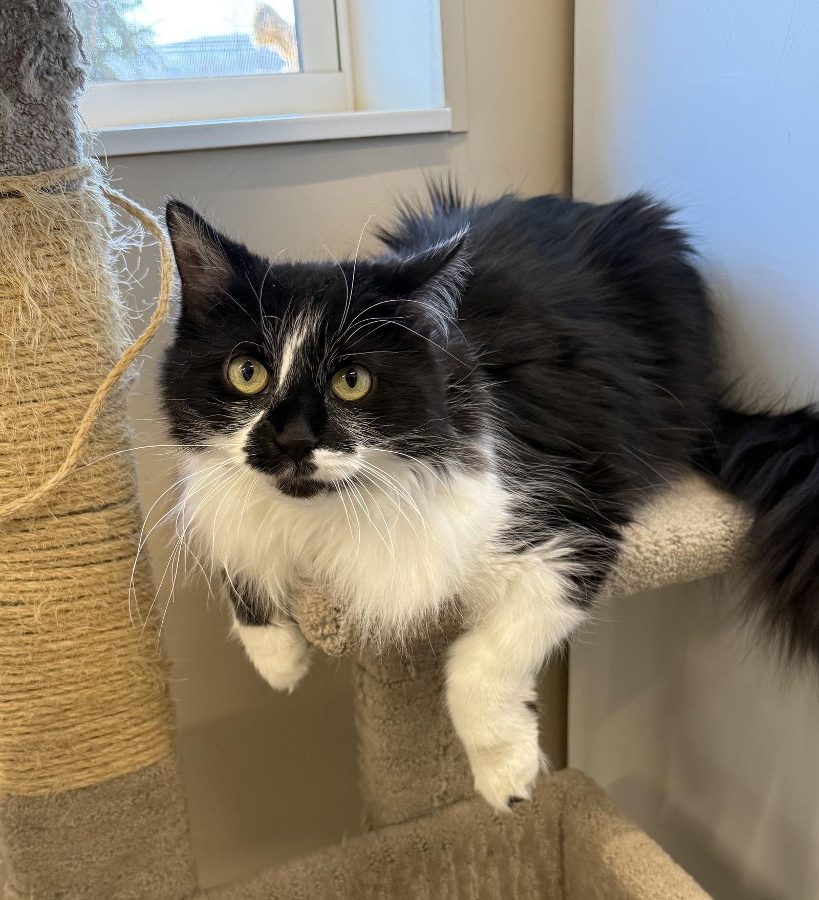 Enlarge Cheyanne, a Adoptable Domestic Long Hair in Arlington, VT image 1/3