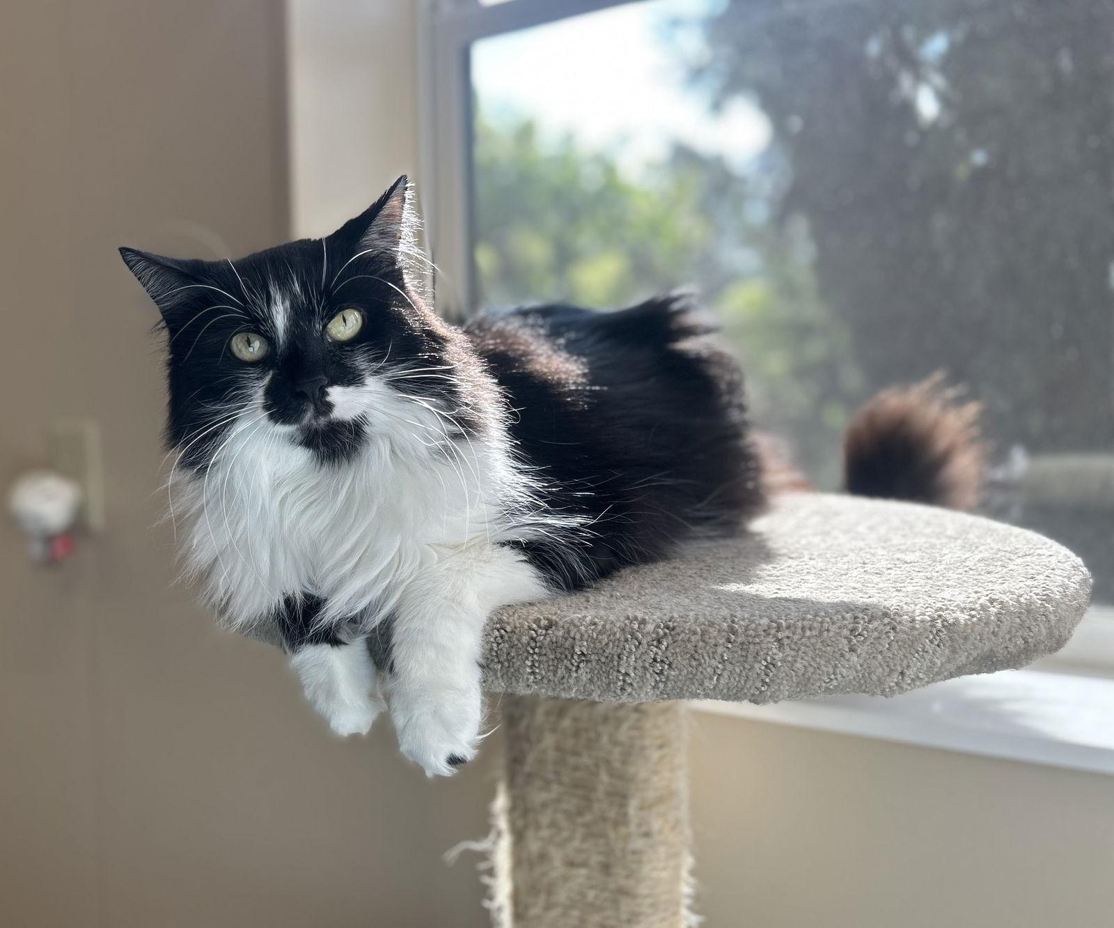 Enlarge Cheyanne, a Adoptable Domestic Long Hair in Arlington, VT image 2/3