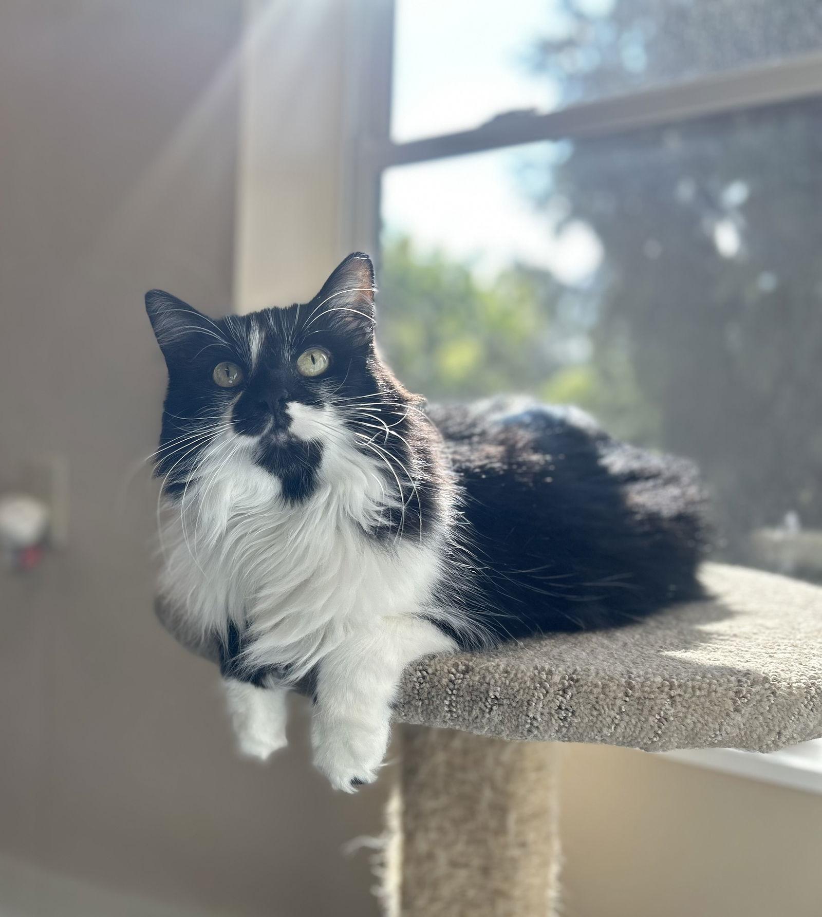 Enlarge Cheyanne, a Adoptable Domestic Long Hair in Arlington, VT image 3/3