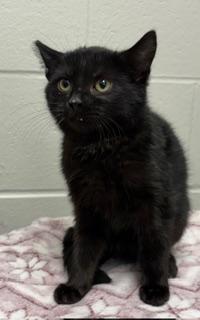 Enlarge Rudy, a ADOPTABLE Domestic Short Hair in Liberty, MO image 6/6