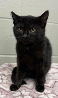 Enlarge Rudy, a ADOPTABLE Domestic Short Hair in Liberty, MO image 5/6