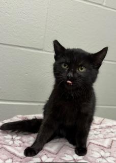 Enlarge Rudy, a ADOPTABLE Domestic Short Hair in Liberty, MO image 4/6