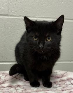 Enlarge Rudy, a ADOPTABLE Domestic Short Hair in Liberty, MO image 1/6