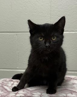 Enlarge Rudy, a ADOPTABLE Domestic Short Hair in Liberty, MO image 2/6