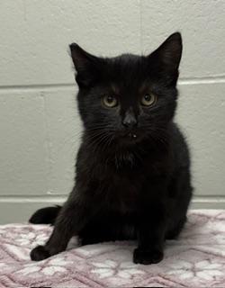 Enlarge Rudy, a ADOPTABLE Domestic Short Hair in Liberty, MO image 3/6