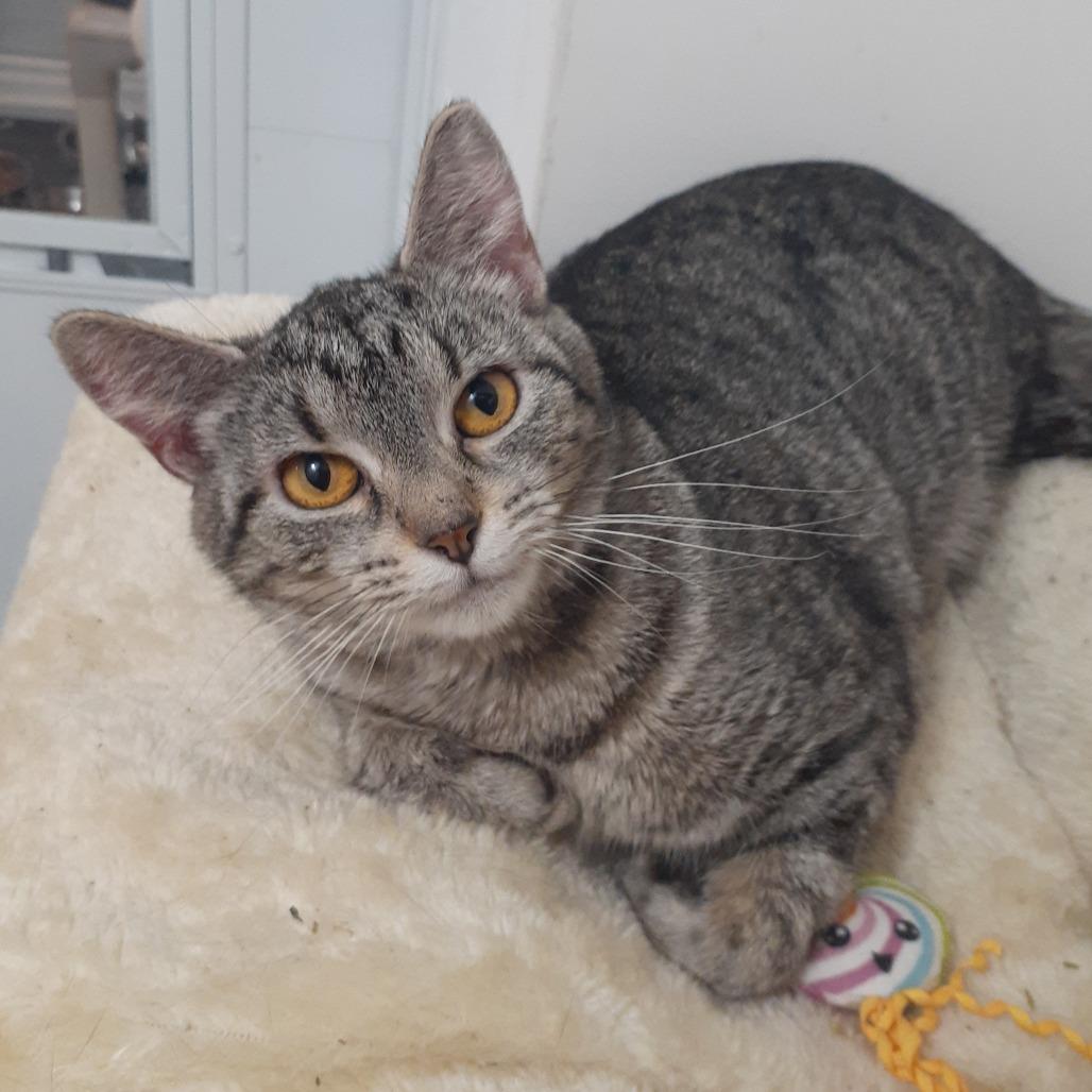 Enlarge Lydia, a Adoptable Domestic Short Hair in Pittsburgh, PA image 1/4
