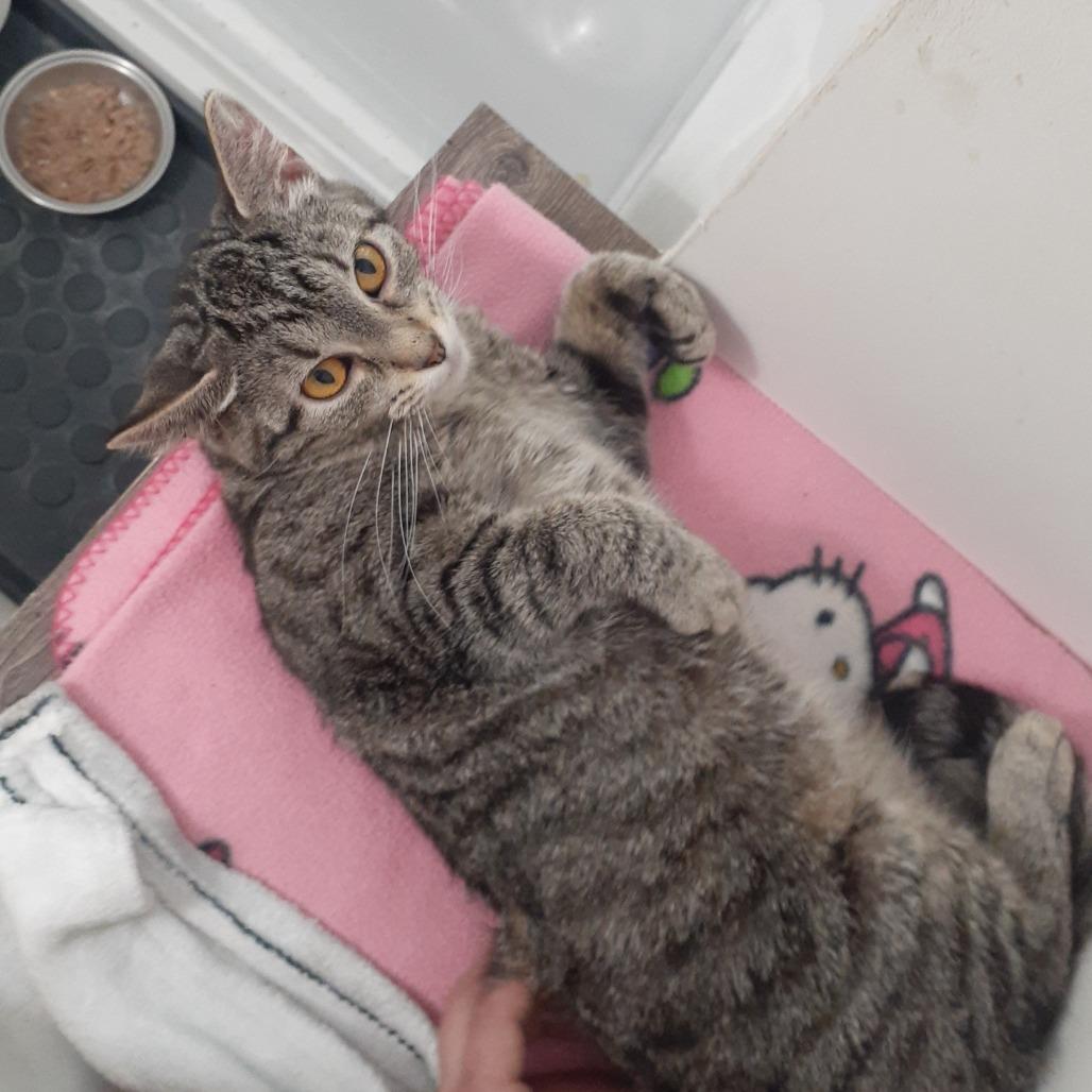 Enlarge Lydia, a Adoptable Domestic Short Hair in Pittsburgh, PA image 2/4