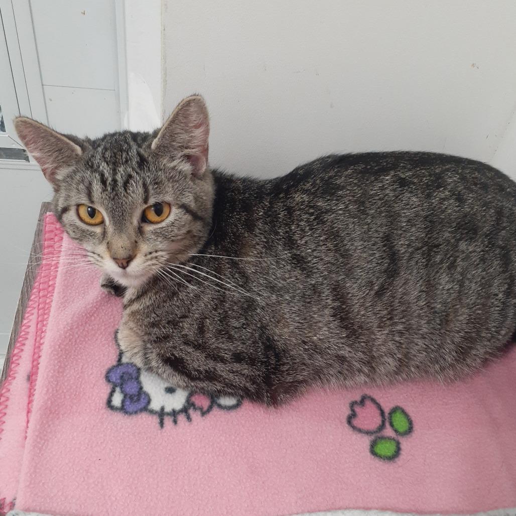 Enlarge Lydia, a Adoptable Domestic Short Hair in Pittsburgh, PA image 3/4