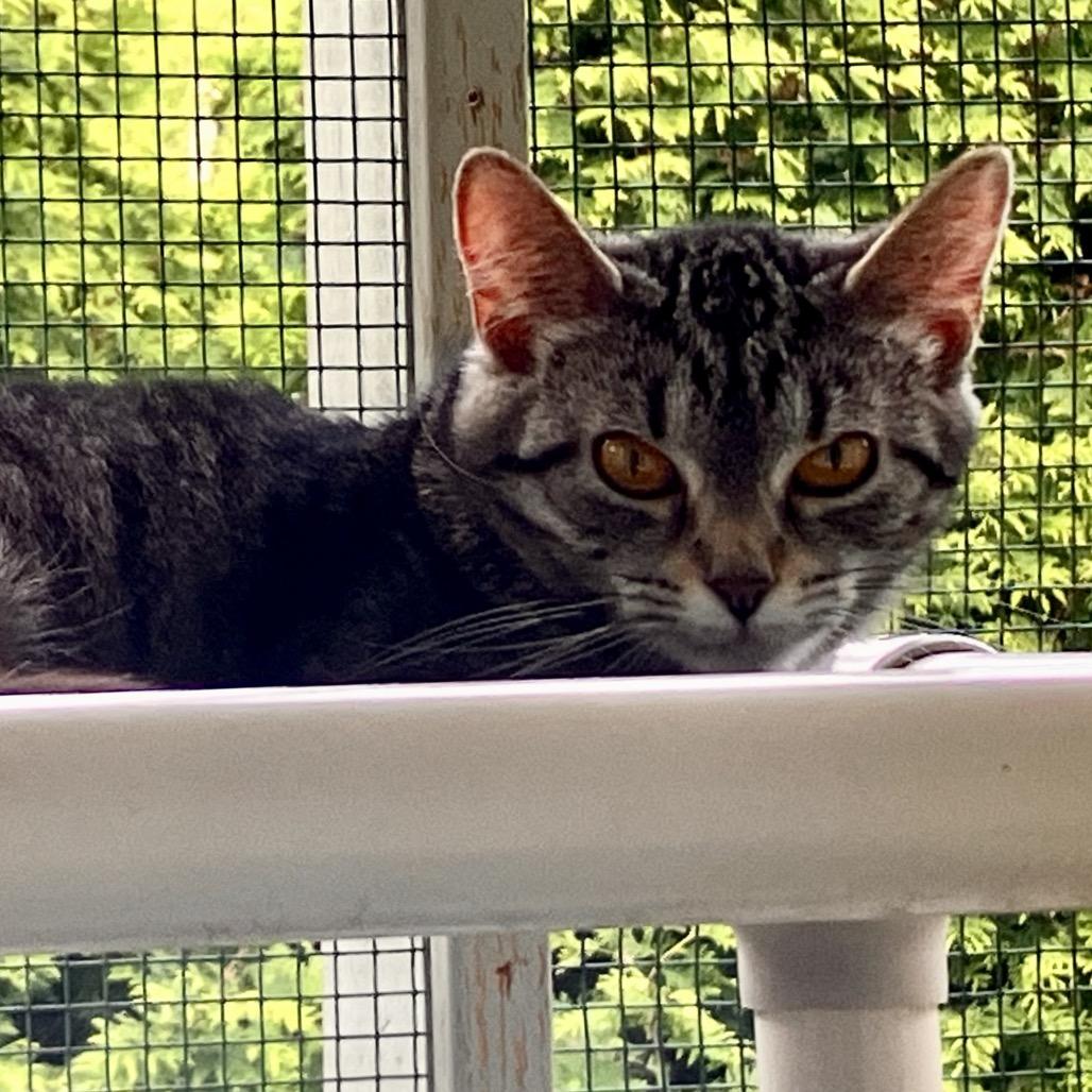 Enlarge Lydia, a Adoptable Domestic Short Hair in Pittsburgh, PA image 4/4