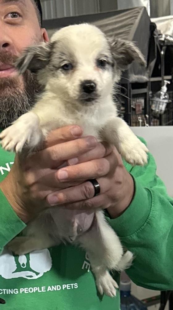 Enlarge Sean (aka Winston), a Adoptable mixed breed in Papillion, NE image 1/2