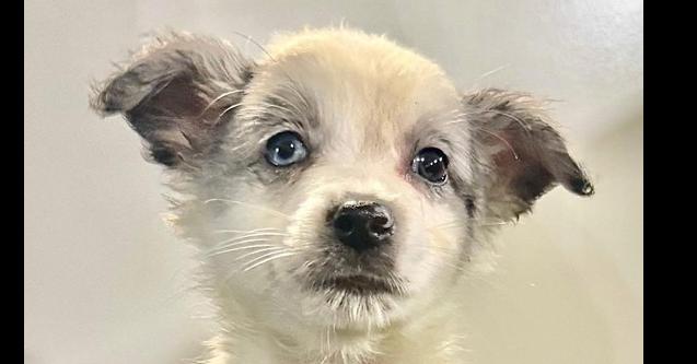 Enlarge Sean (aka Winston), a Adoptable mixed breed in Papillion, NE image 2/2