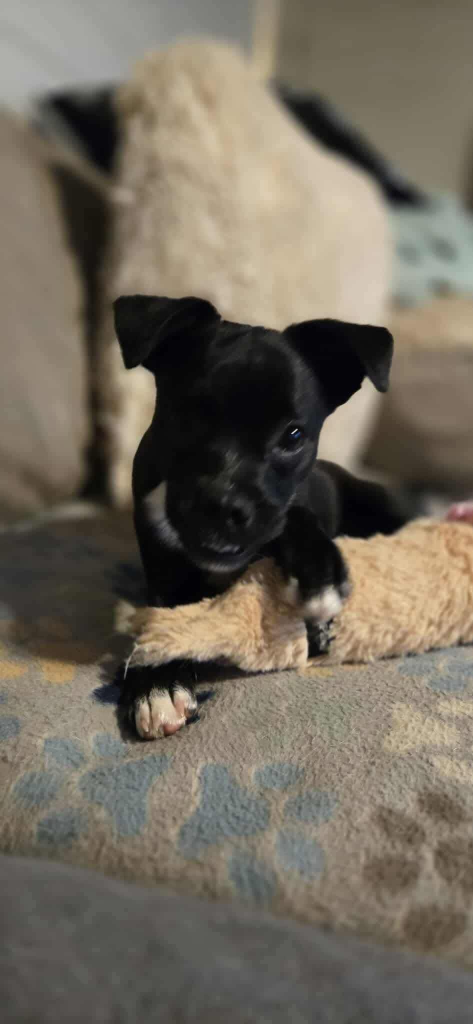 Enlarge Sabrina, a ADOPTABLE mixed breed in Madison Heights, MI image 1/5