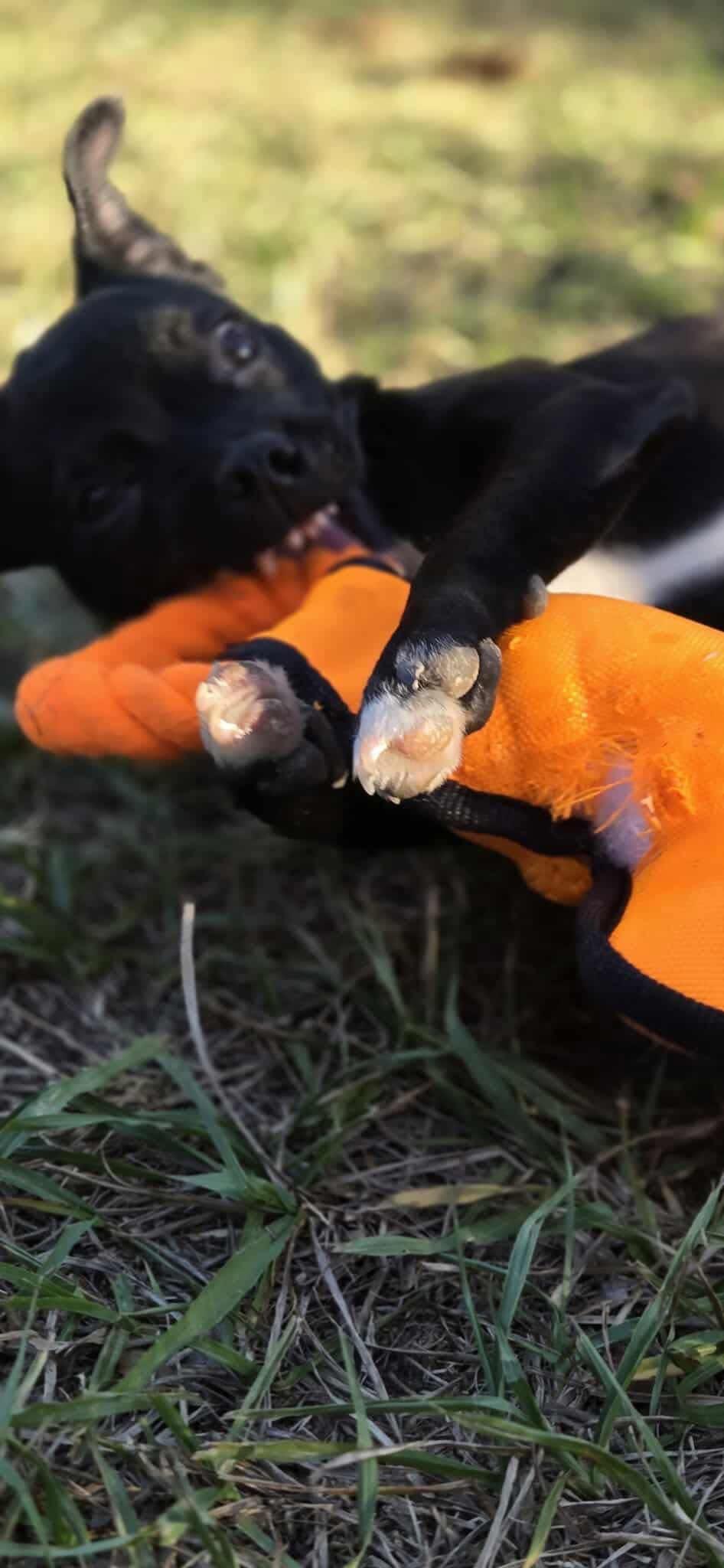 Enlarge Sabrina, a ADOPTABLE mixed breed in Madison Heights, MI image 2/5