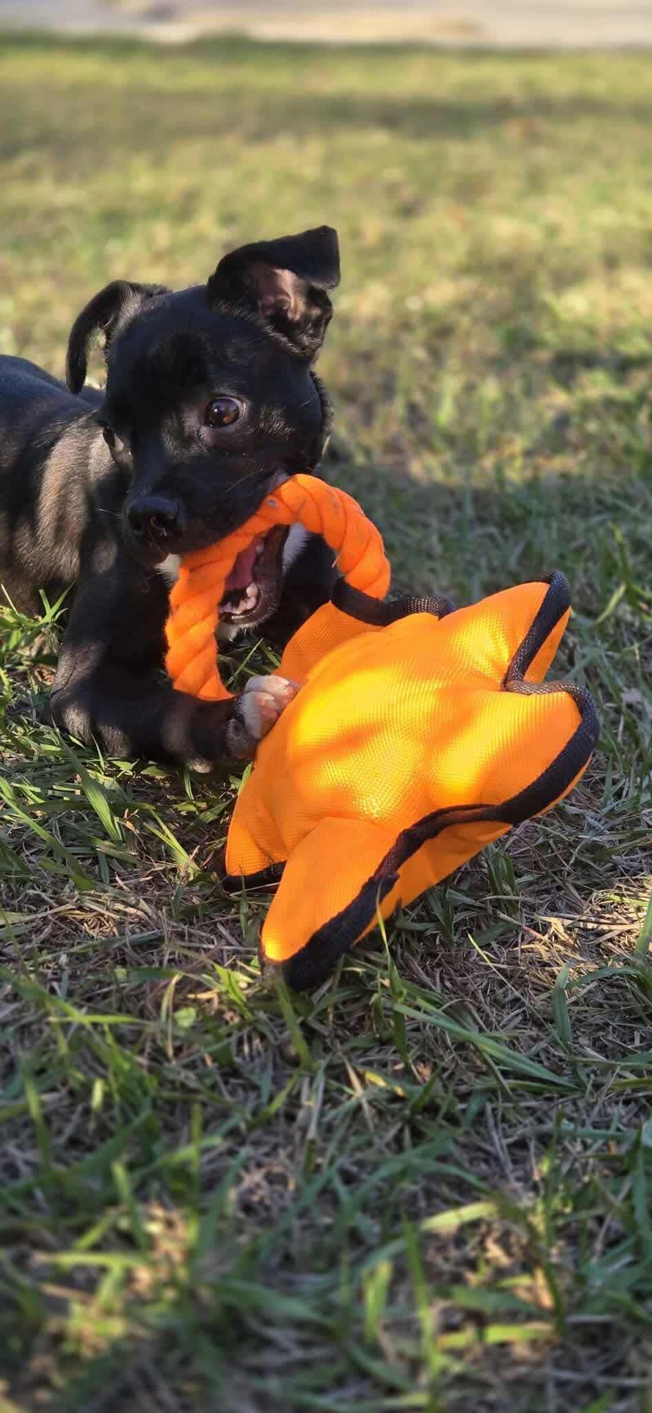 Enlarge Sabrina, a ADOPTABLE mixed breed in Madison Heights, MI image 3/5