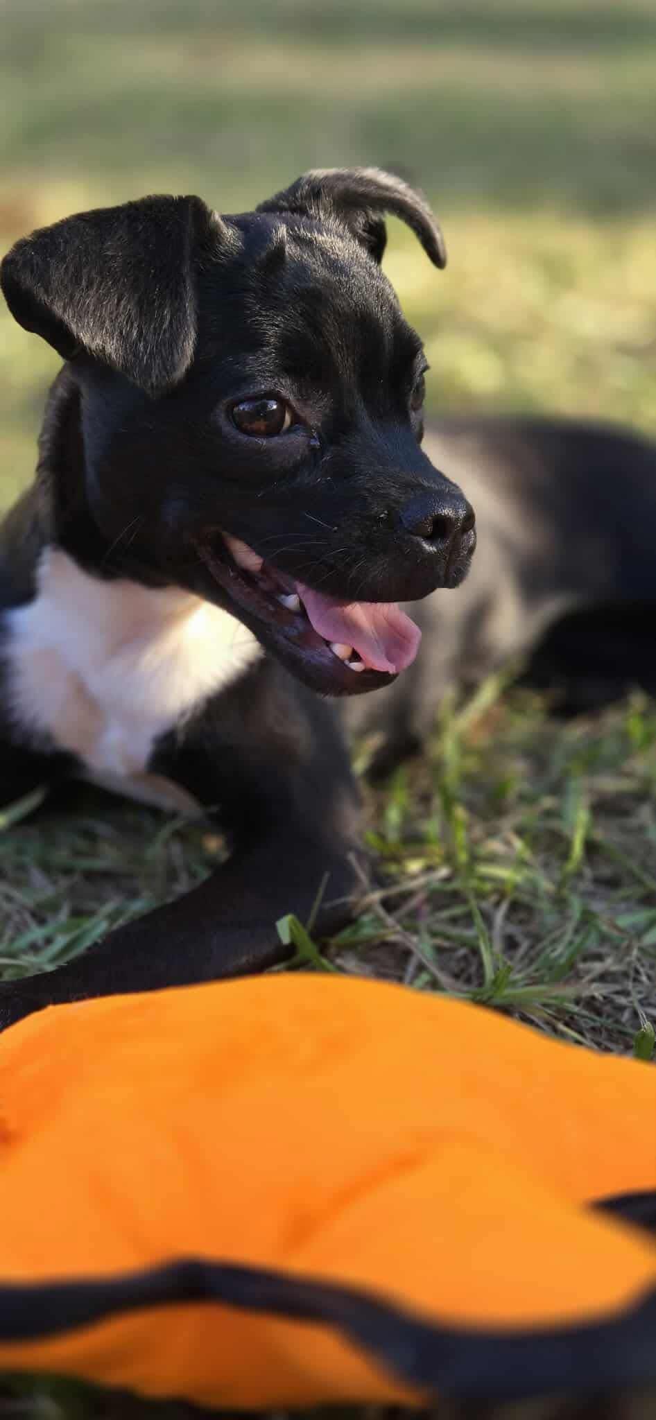Enlarge Sabrina, a ADOPTABLE mixed breed in Madison Heights, MI image 4/5