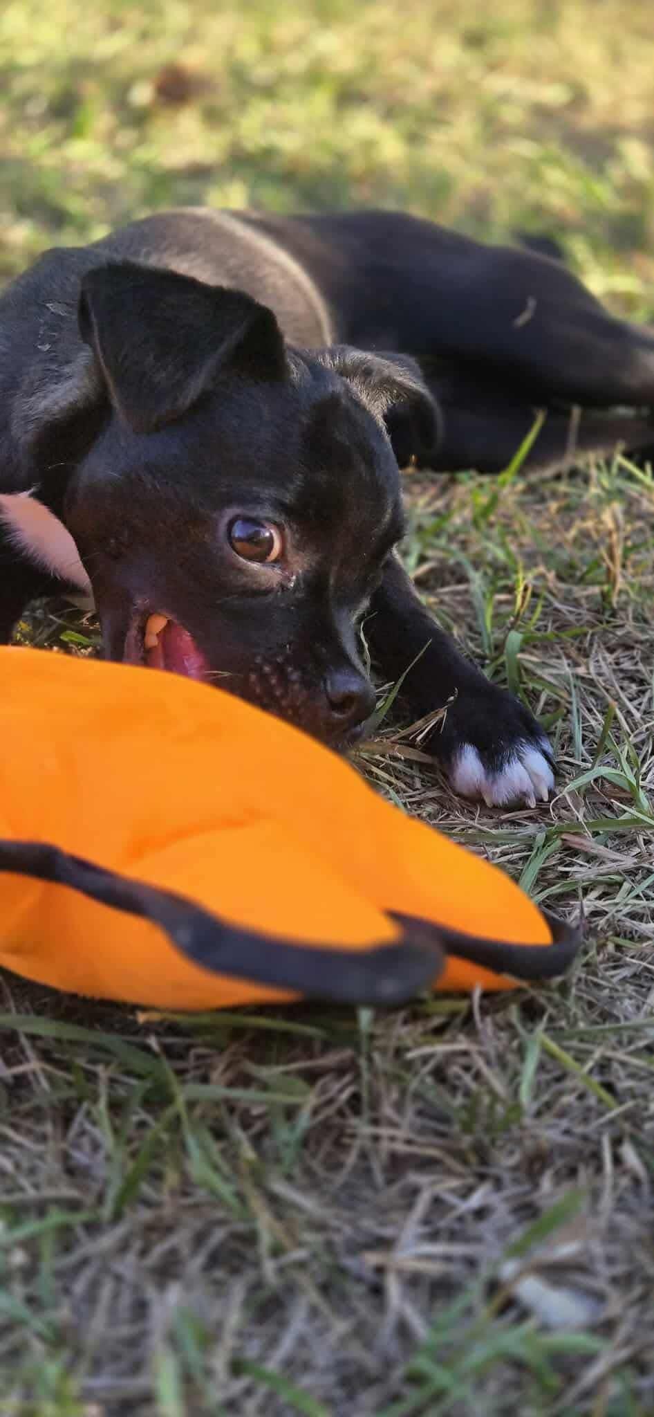 Enlarge Sabrina, a ADOPTABLE mixed breed in Madison Heights, MI image 5/5