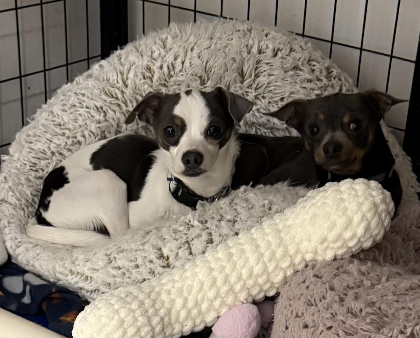 Enlarge Bando, an adopted Chihuahua in Owensboro, KY image 4/5