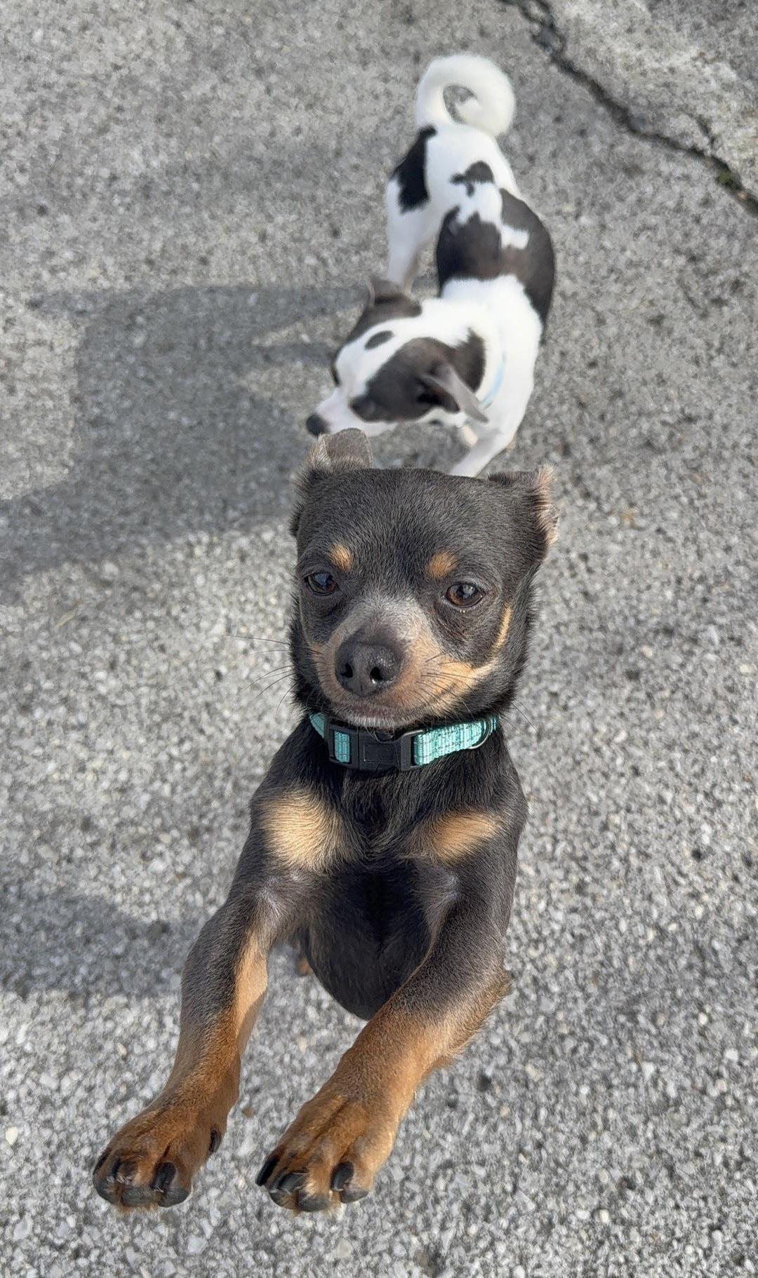 Enlarge Bando, an adopted Chihuahua in Owensboro, KY image 5/5