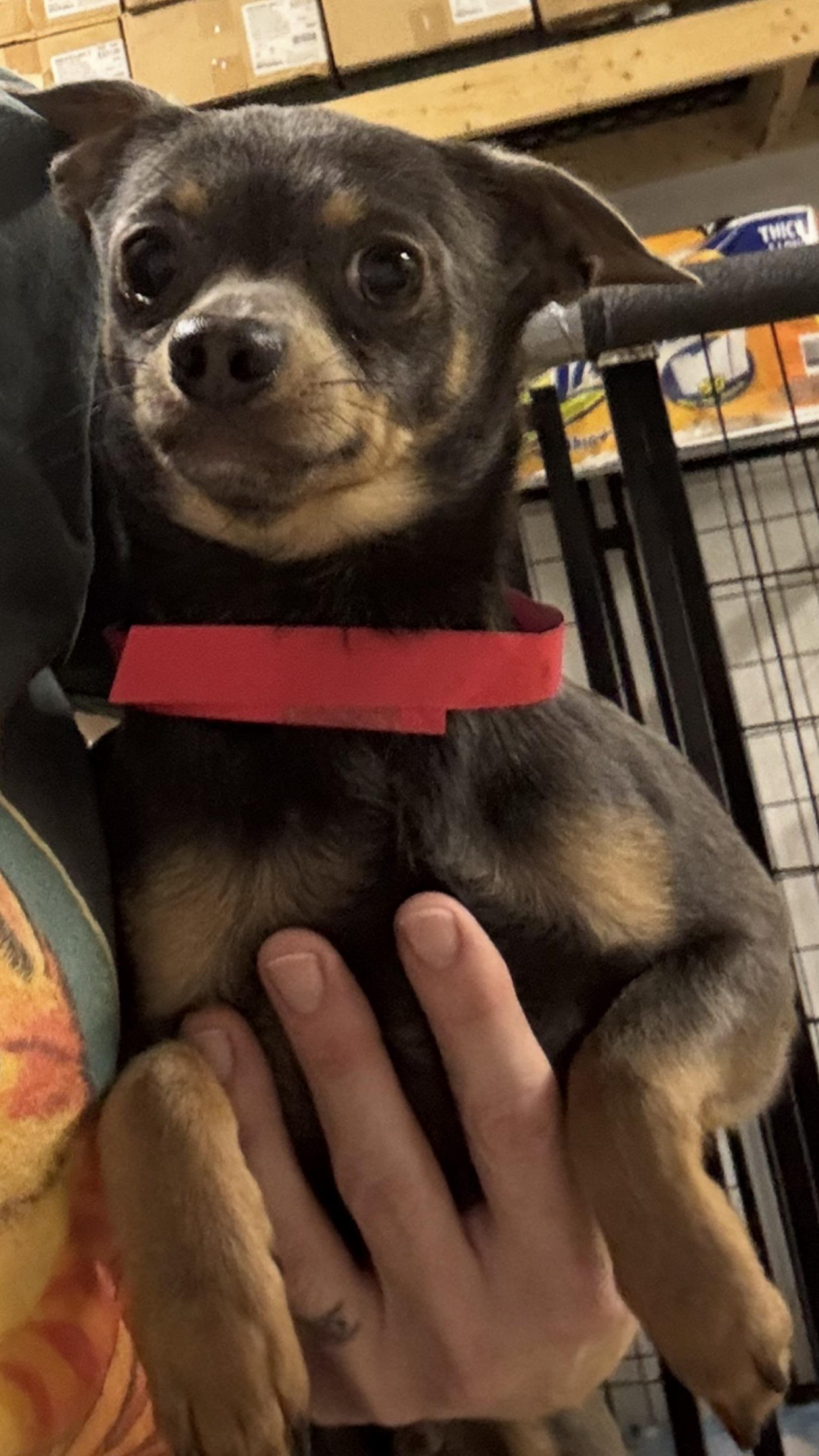 Enlarge Bando, an adopted Chihuahua in Owensboro, KY image 3/5