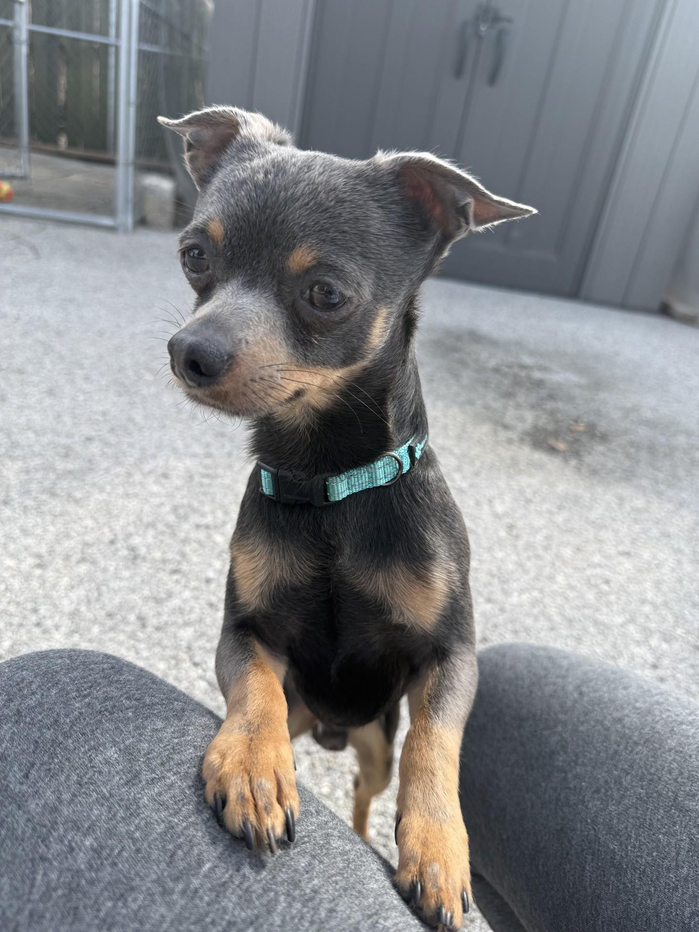 Bando, adopted, Young Male Chihuahua.