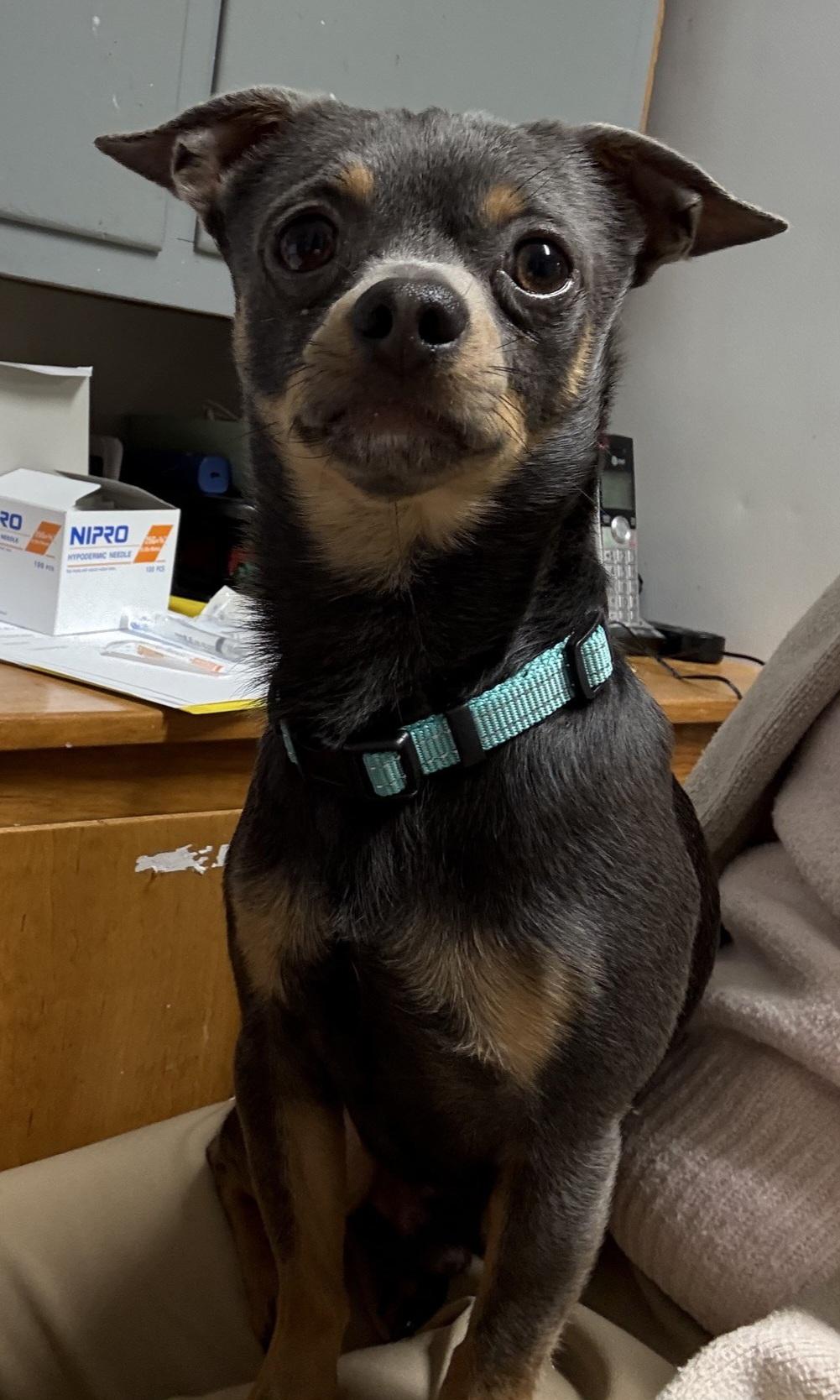 Enlarge Bando, an adopted Chihuahua in Owensboro, KY image 2/5