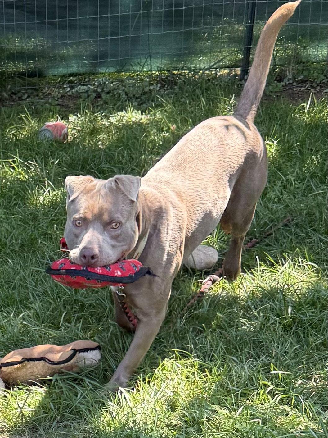Cooper, Adoptable, Adult Male Labrador Retriever & Pit Bull Terrier.