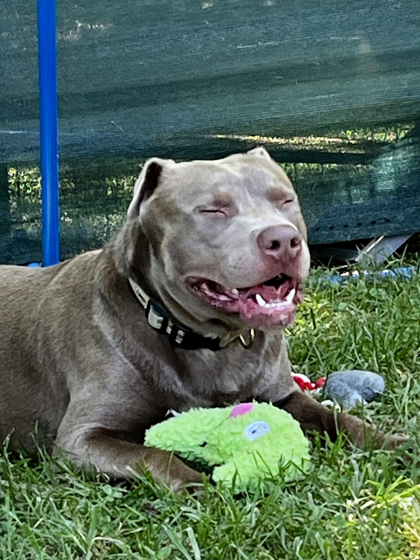 Cooper, a Adoptable mixed breed in Mooresville, NC image 2/3