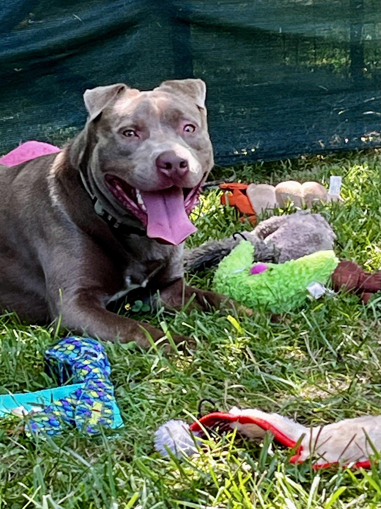 Cooper, a Adoptable mixed breed in Mooresville, NC image 3/3