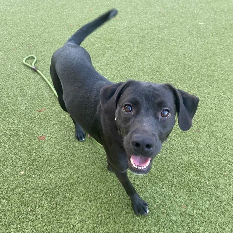 Lani, a ADOPTABLE mixed breed in New Bedford, MA image 2/2