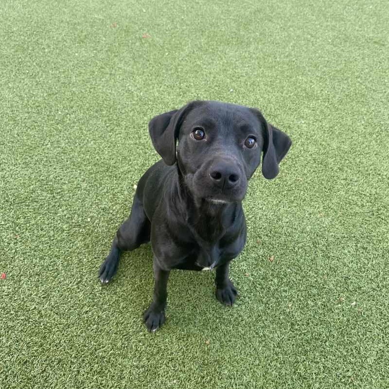 Lani, ADOPTABLE, Young Female Labrador Retriever.