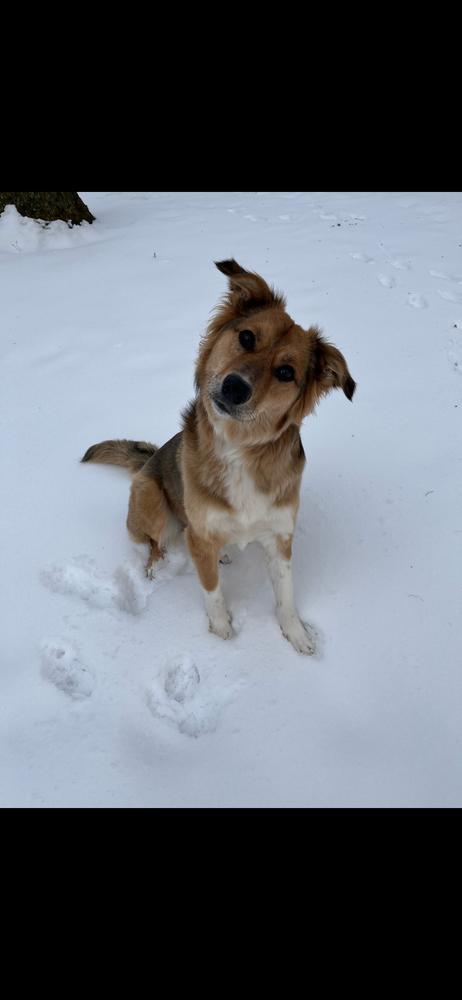 Lily, Adoptable, Adult Female Collie.