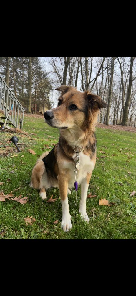 Enlarge Lily, a Adoptable mixed breed image 2/6