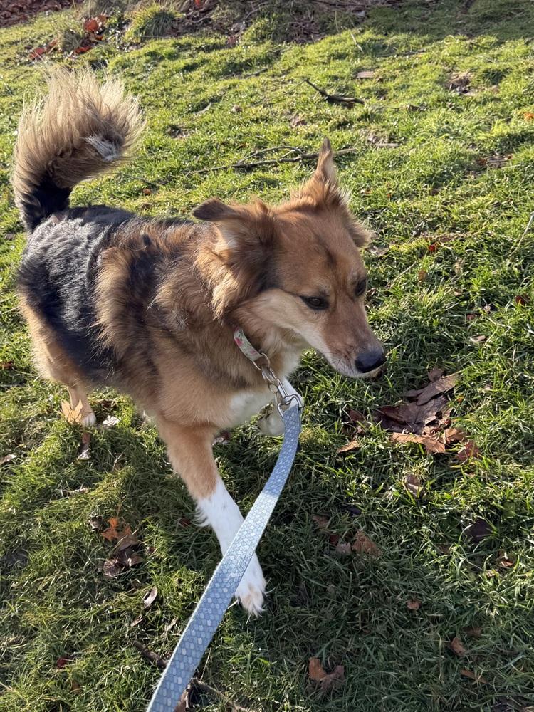 Enlarge Lily, a Adoptable mixed breed in Jefferson Hills, PA image 2/5