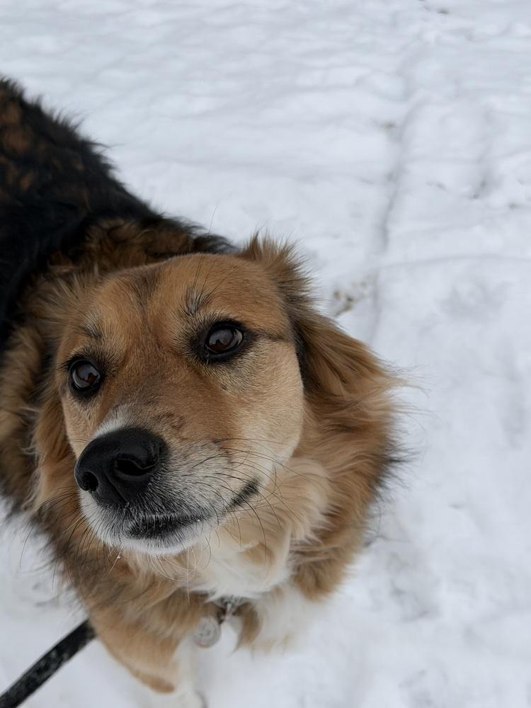 Enlarge Lily, a Adoptable mixed breed in Jefferson Hills, PA image 3/5
