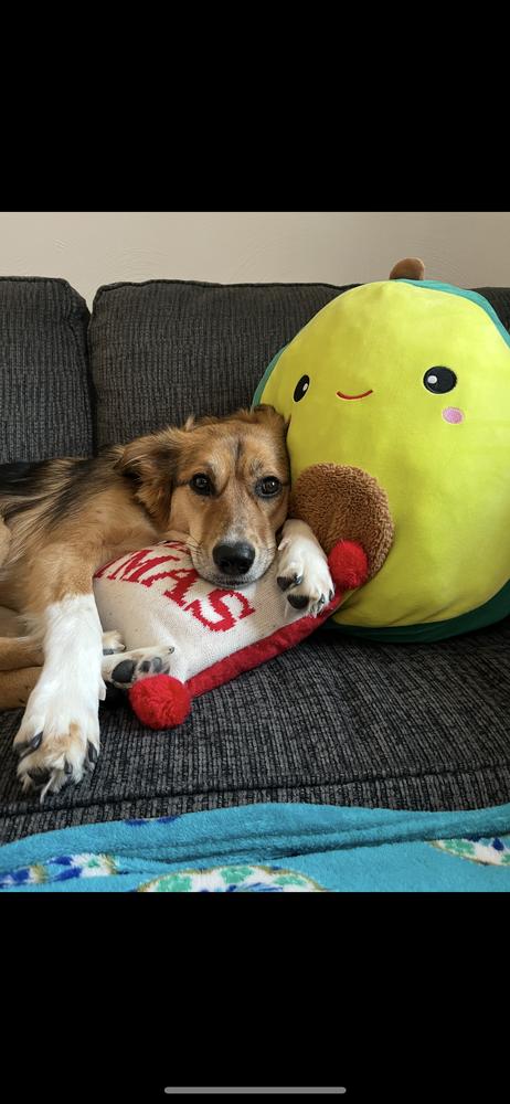 Enlarge Lily, a Adoptable mixed breed image 3/6