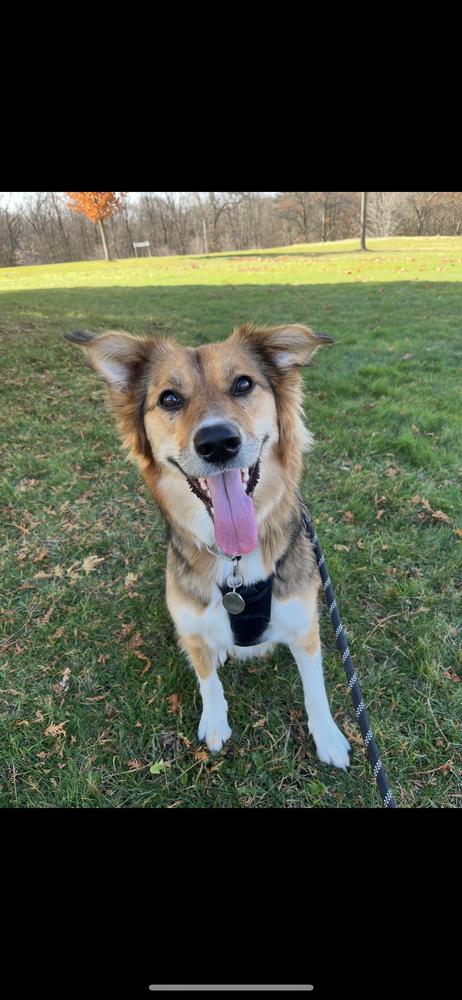 Enlarge Lily, a Adoptable mixed breed image 4/6