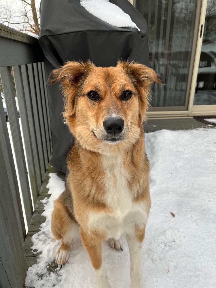 Enlarge Lily, a Adoptable mixed breed in Jefferson Hills, PA image 4/5