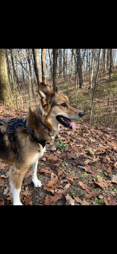 Enlarge Lily, a Adoptable mixed breed image 5/6