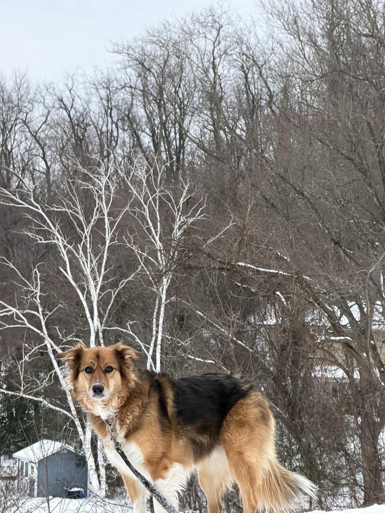 Enlarge Lily, a Adoptable mixed breed in Jefferson Hills, PA image 5/5