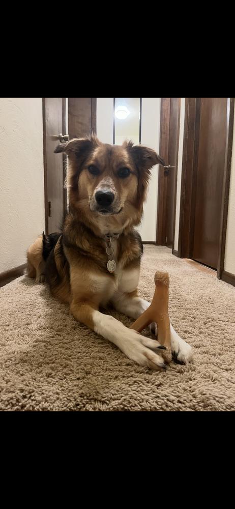 Enlarge Lily, a Adoptable mixed breed image 6/6