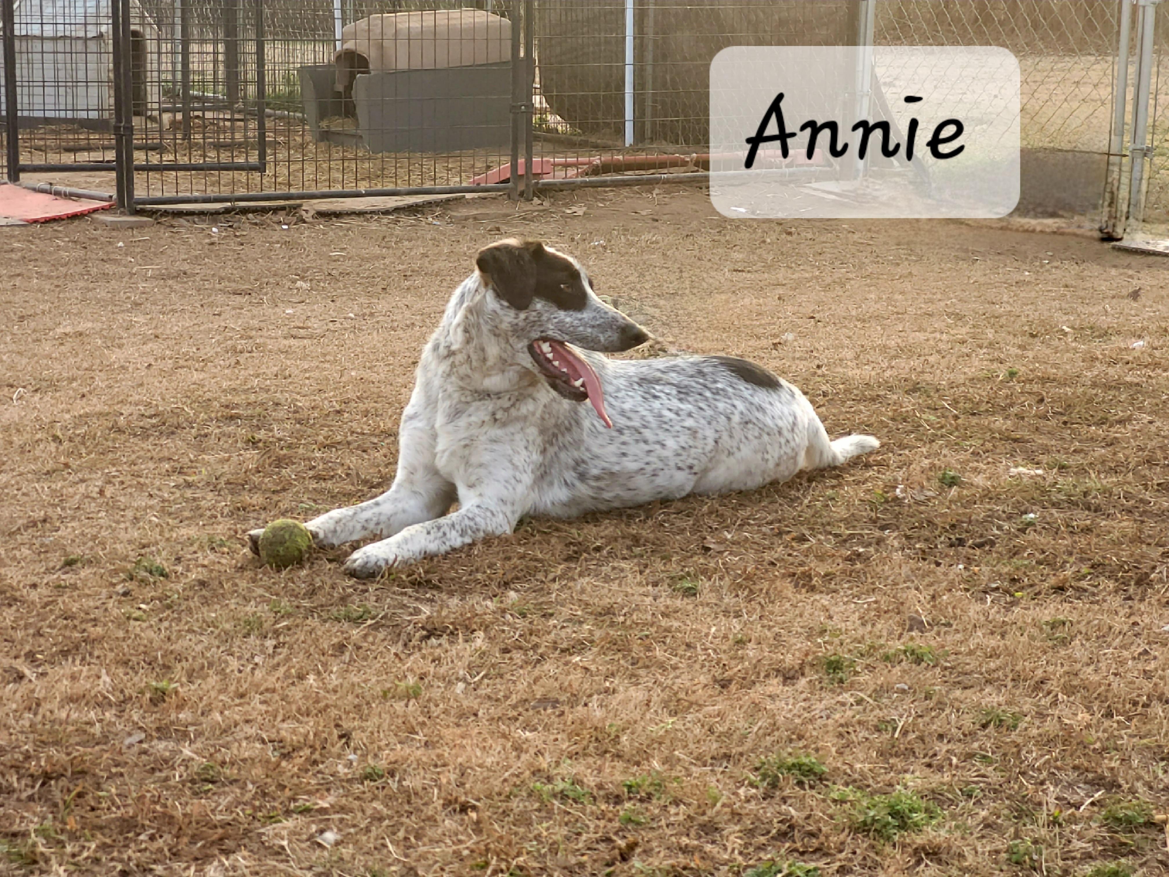 Annie, a Adoptable mixed breed in Muskogee, OK image 3/5