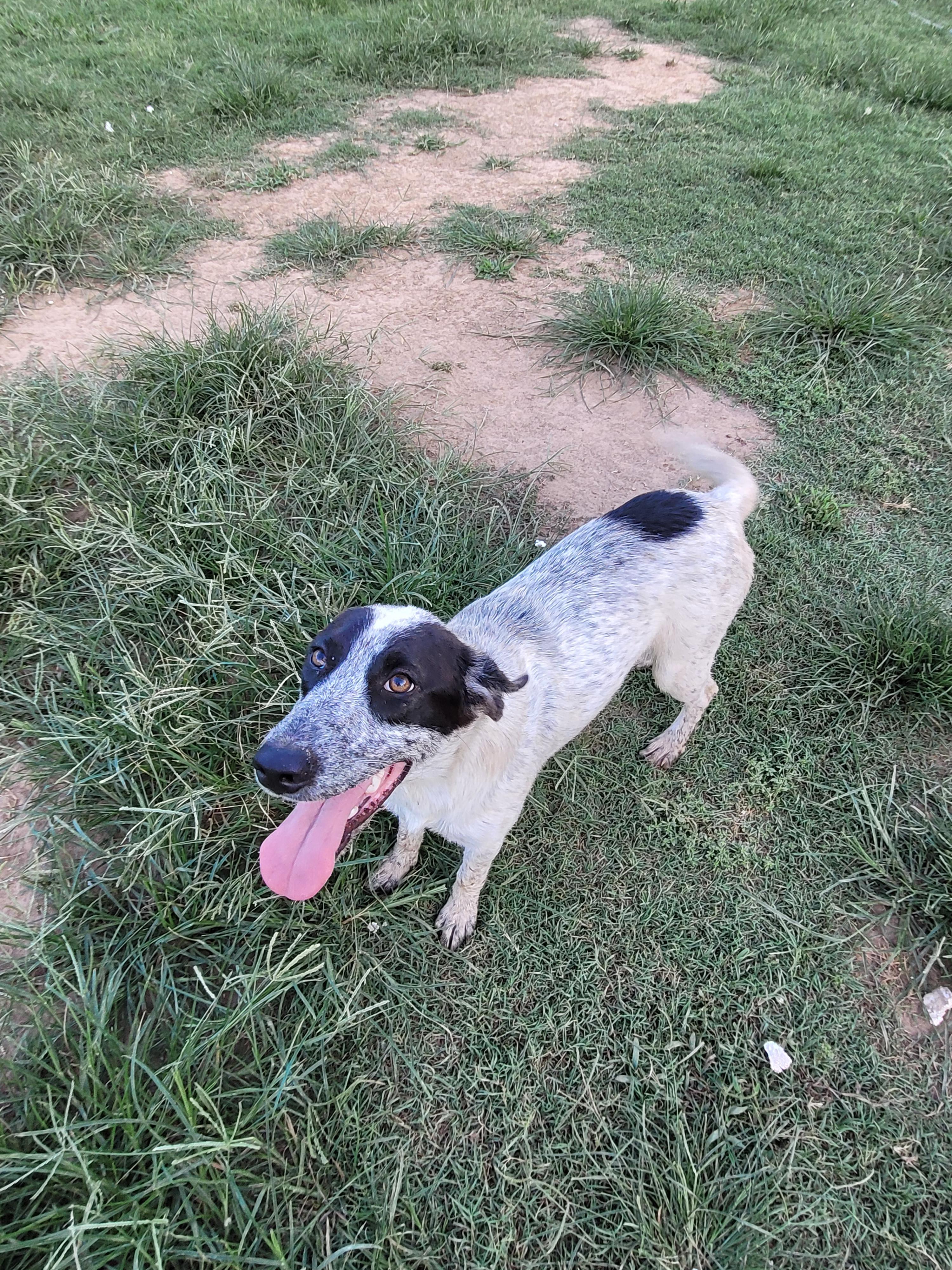 Annie, Adoptable, Young Female Cattle Dog.