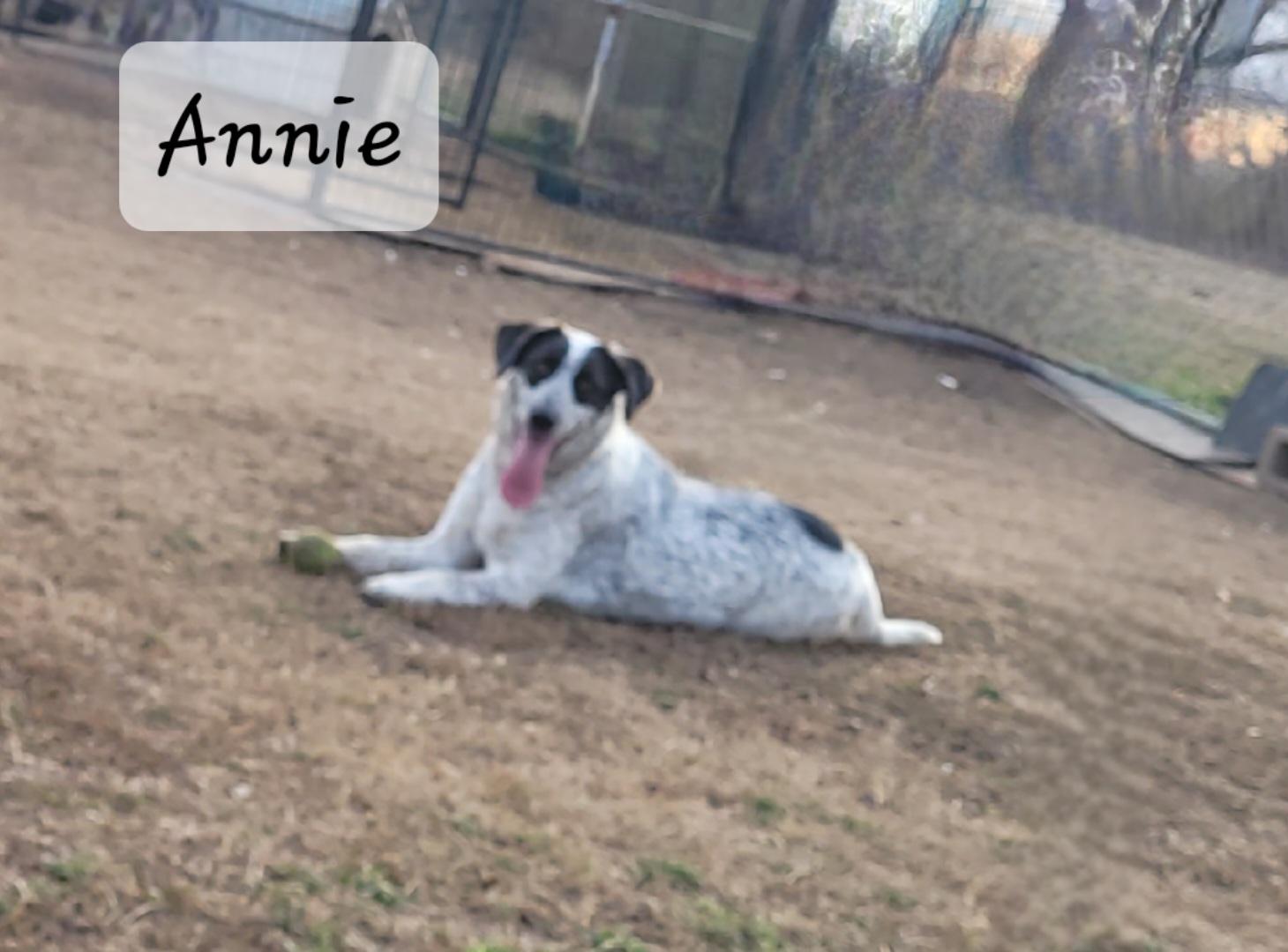 Annie, a Adoptable mixed breed in Muskogee, OK image 1/5