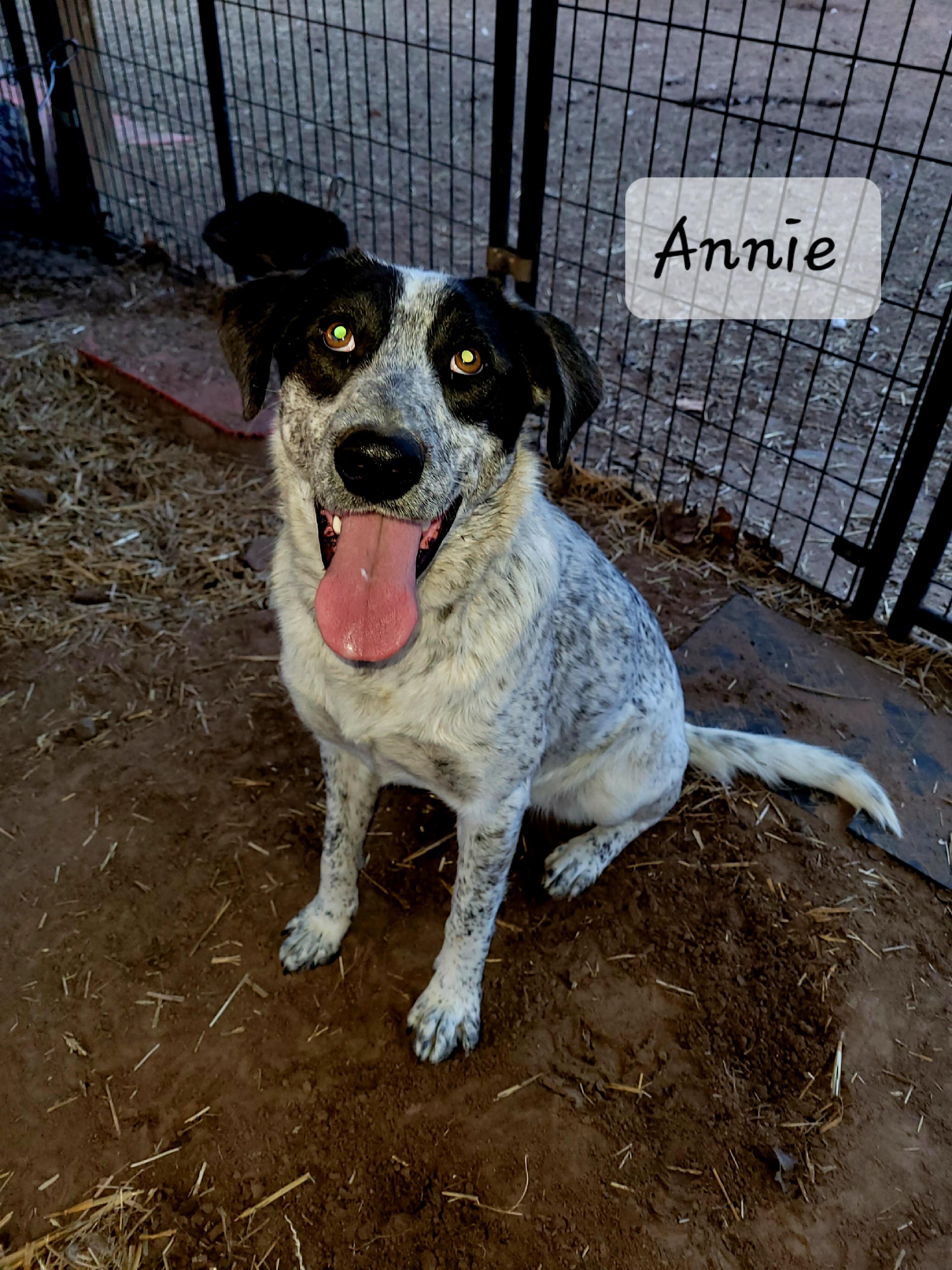 Annie, a Adoptable mixed breed in Muskogee, OK image 4/5