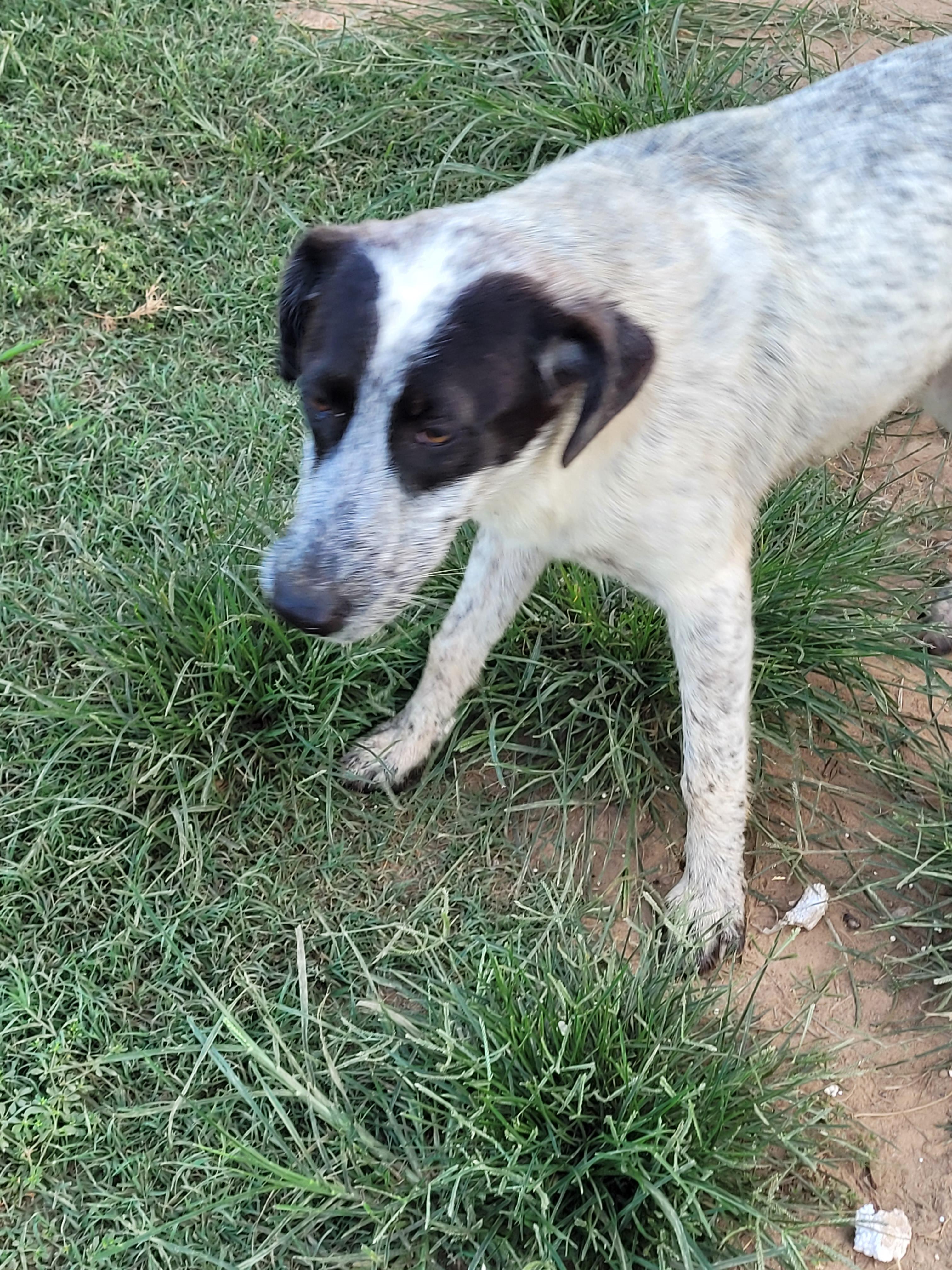 Enlarge Annie, a Adoptable mixed breed in Muskogee, OK image 2/3
