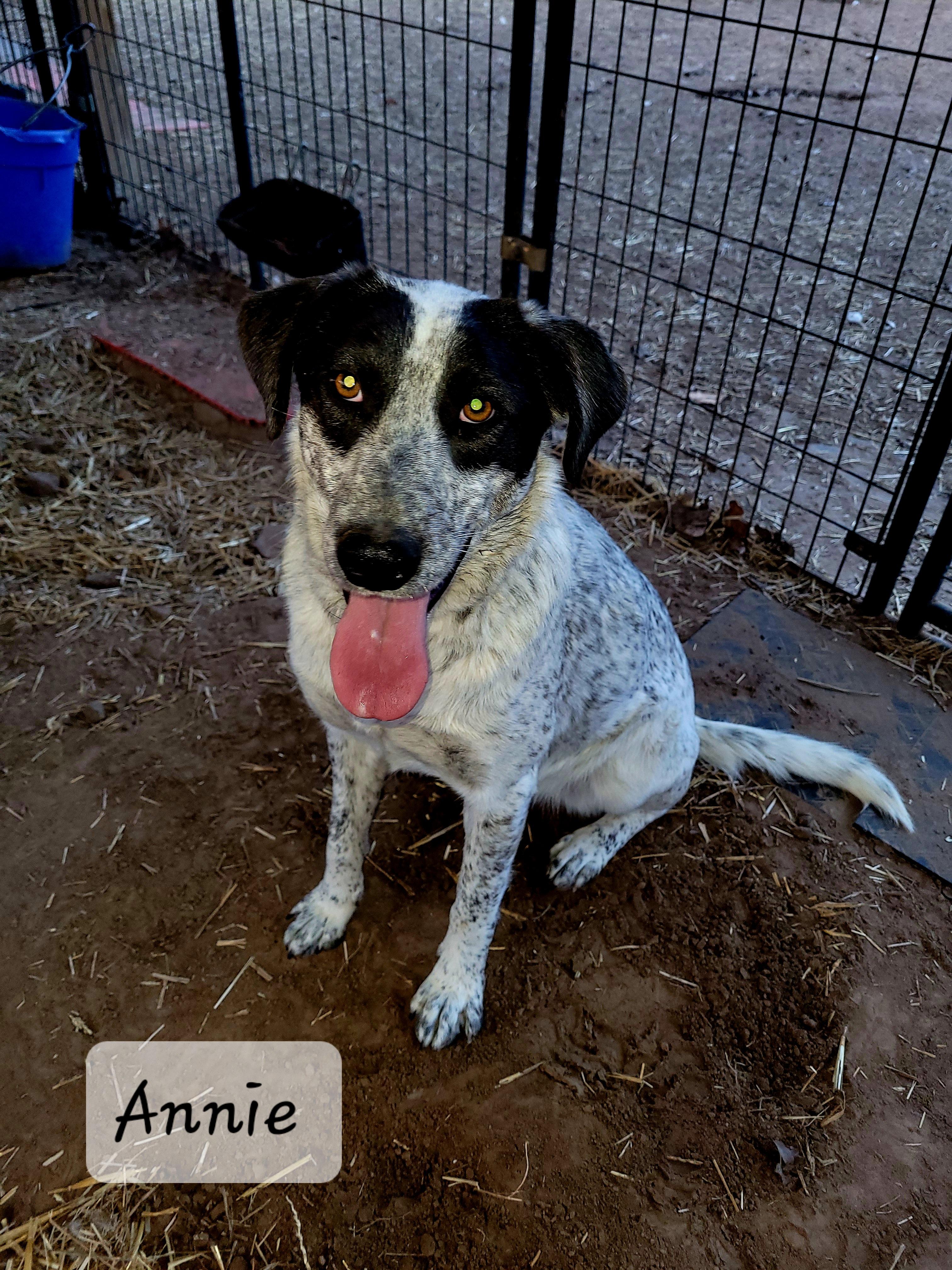 Annie, a Adoptable mixed breed in Muskogee, OK image 2/5