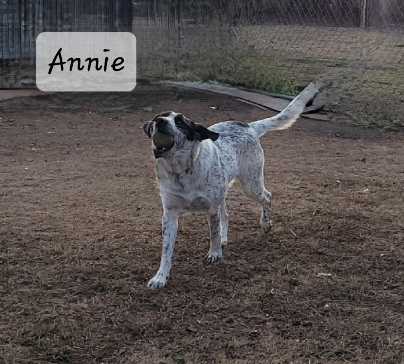 Annie, a Adoptable mixed breed in Muskogee, OK image 5/5