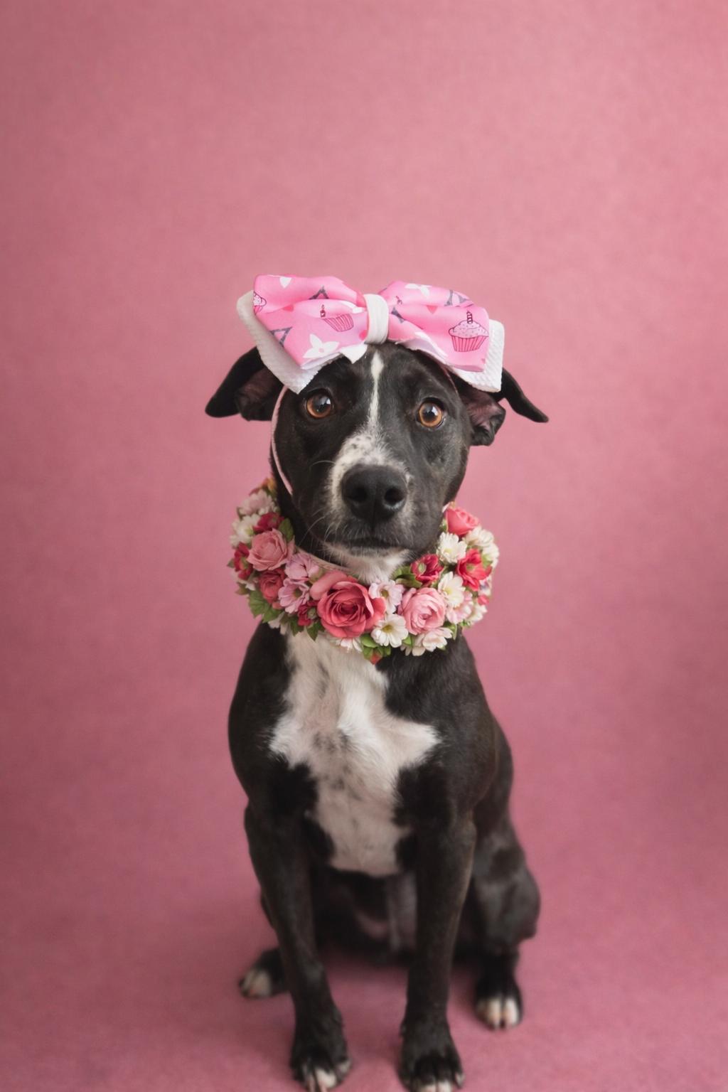 Honey Bee, Adoptable, Adult Female Labrador Retriever.