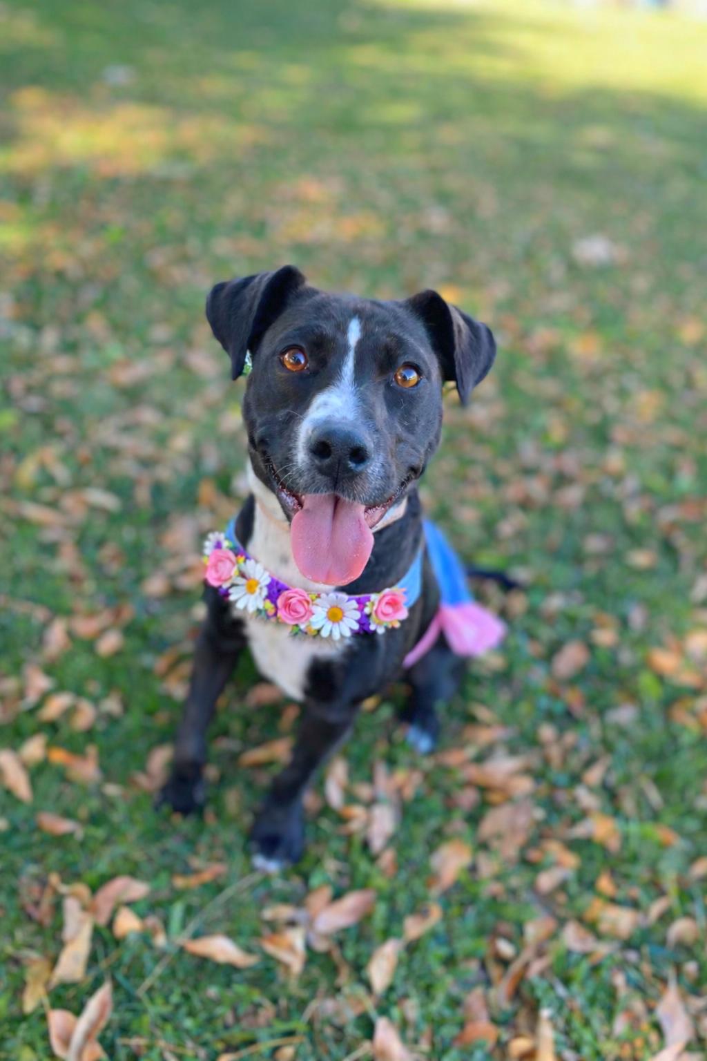 Enlarge Honey Bee, a Adoptable Labrador Retriever in San Diego, CA image 3/3